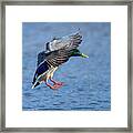 Landing Mallard Framed Print