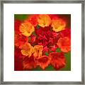 Lantana's Perfect Mix Of Colors Framed Print