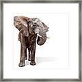 Large African Elephant Ears Out Isolated Framed Print