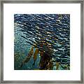 Large Anchovy School Framed Print