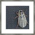 Large Watermealon Beetle Framed Print