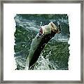 Largemouth Trying To Get Away Framed Print