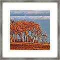 Last Harvest Finished - Abandoned Combine In Field With Cottonwood Grove Framed Print