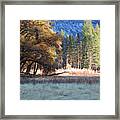 Late Afternoon Trees Framed Print