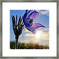 Late Bloomer - A Very Late-blooming Prairie Crocus On A Nd Coulee Hill Pasture Framed Print