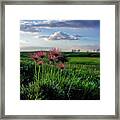 Late Bloomers - 1 Of 2 - Prairie Crocus On Coulee Pasture Hilltop After Blooming Framed Print