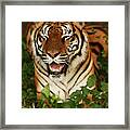 Laughing Tiger Framed Print