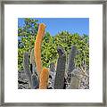 Lava Cactus, Brachycereus Nesioticus, Punta Moreno, Isabela Island, Galapagos Islands, Ecuador Framed Print