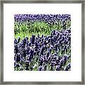Lavender And Bees Framed Print