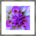 Lavender Dream Framed Print