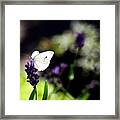 Lavender Dreams Framed Print