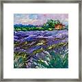 Lavender Field Framed Print