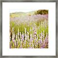 Lavender Fields Forever Framed Print