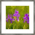 Lavender Iris Bliss Framed Print
