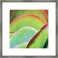 Layeres Of Succulent Plant Leaves Framed Print