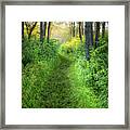 Lead The Way Framed Print