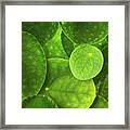 Leaf Collage Framed Print