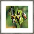 Gangs All Here Framed Print