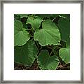Leaf Pattern And Texture Framed Print