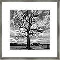 Leafless Tree 2 Framed Print