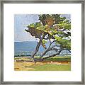 Leaning Cypress Tree - La Jolla, San Diego, California Framed Print