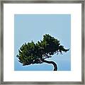 Leaning Pine Framed Print