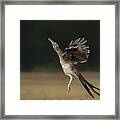 Leaping To Feed Framed Print