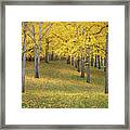 Leaves And Trees At The Ginkgo Grove Framed Print