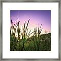 Lehigh Parkway Cattails At Sunset Framed Print
