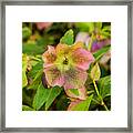 Lenten Rose Beauty Framed Print