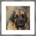 Leonberger Dog Portrait One Framed Print