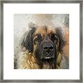 Leonberger Dog Portrait Two Framed Print