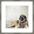 Leonberger Framed Print