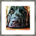 Leonberger Puppy Pout Framed Print