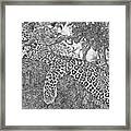 Leopard In Tree Framed Print