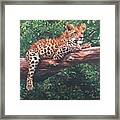 Leopard Framed Print