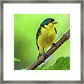 Lesser Goldfinch Perched On A Branch Framed Print