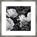 Let Me Take You To Fields Of Roses 002 Bnw Framed Print