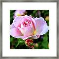 Let Me Take You To Fields Of Roses 003 Framed Print