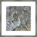 Lichen And Ice Framed Print