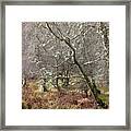 Lichen Covered Trees In Autumn Framed Print