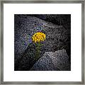 Life Is Resilient Framed Print