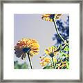 Light And Faded Flowers Framed Print