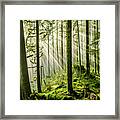 Light In The Forest Framed Print