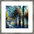 Light Through The Trees At A Blue Dawn Framed Print