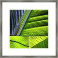 Light Within The Leaves - Collage Framed Print