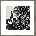 Lilac Bloom Black And White Framed Print