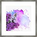 Lilac Flowers On Watercolor Framed Print
