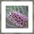 Lilac Grevillea Flower Framed Print
