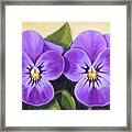 Lilac Pansies Framed Print